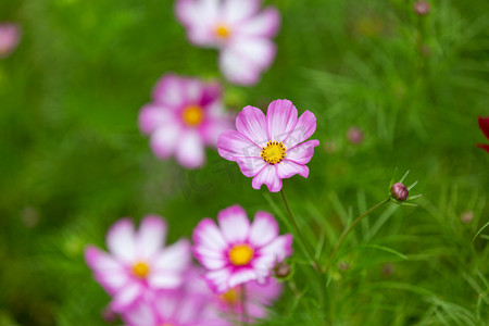 迎春花摄影照片_格桑花春分花公园赏花摄影图配图