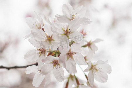 樱花春天花瓣自然生机摄影图配图