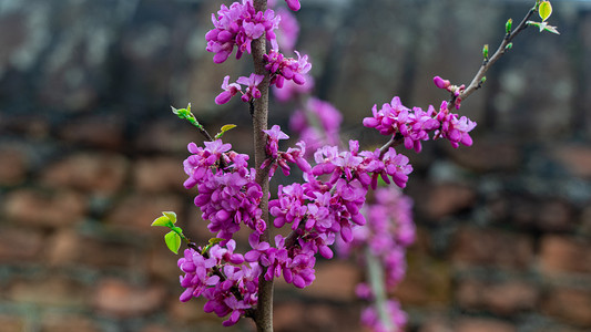 紫荆花盛开春天紫色花树野外开花摄影图配图