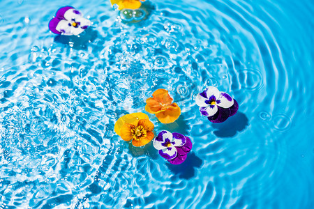 水中漂浮的花朵白天蝴蝶兰花朵室外水中漂浮摄影图配图