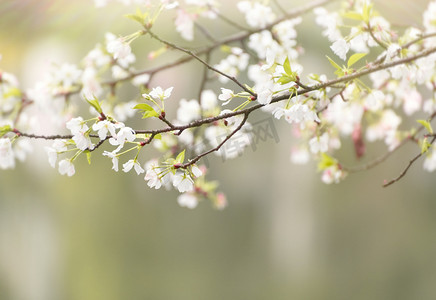 春天阳光樱花盛开摄影图配图