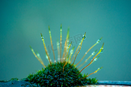 立春节气摄影照片_雨后青苔水珠雨水节气苔藓野外乡村淋雨摄影图配图