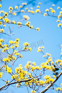 四季白天山茱萸蓝天下开花摄影图配图