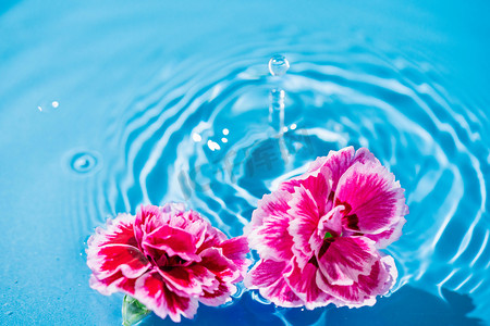 水中漂浮的花朵白天桃花花朵室外水中漂浮的花朵摄影图配图
