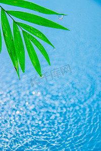 植物漂浮元素摄影照片_海面白天海面上漂浮的绿叶室外绿叶摄影图配图