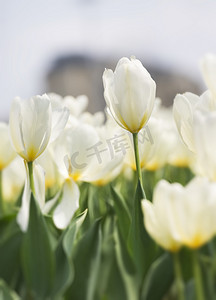 缘定大自然摄影照片_春天阳光下白色郁金香花绽放摄影图配图