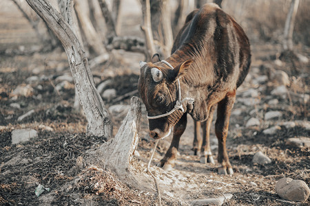 挠痒的牛下午牛树林挠痒摄影图配图