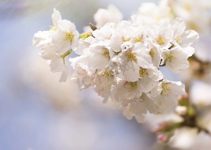 樱花春天白色樱花枝头绽放摄影图配图