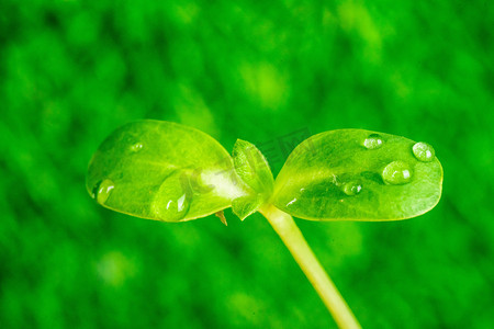 白露节气图摄影照片_谷雨叶径上的水珠白天叶径上的水珠室外水珠摄影图配图