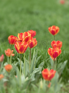 春天郁金香花摄影照片_春天阳光下橙红郁金香花绽放摄影图配图