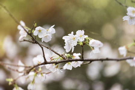 春景摄影照片_花春天粉色樱花枝头樱花盛开摄影图配图