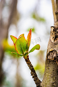 柳树图片摄影照片_发芽白天春季植物发芽室外发芽摄影图配图