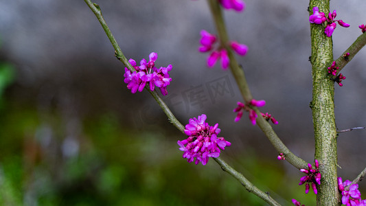 紫红色小花开放春天树木野外乡村开花摄影图配图
