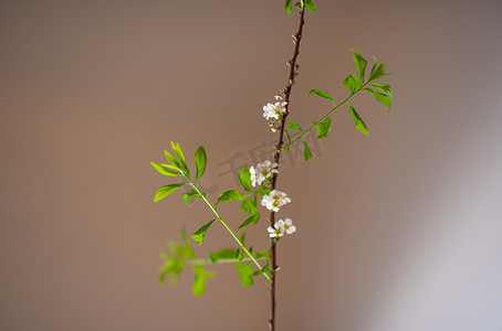 俯视人物赏花摄影照片_花上午花朵室内赏花摄影图配图