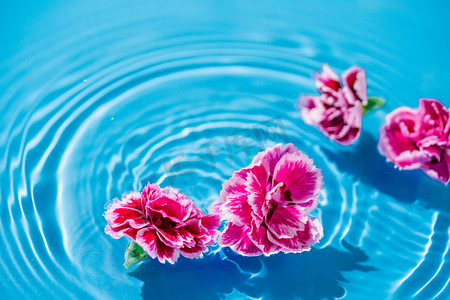 植物漂浮元素摄影照片_水中漂浮的花朵白天粉红色花朵室外水中漂浮的花朵摄影图配图