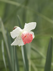 花朵白色摄影照片_花春天白色水仙花公园水仙盛开摄影图配图