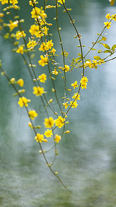 春立春摄影照片_花下午花朵湖面无摄影图配图