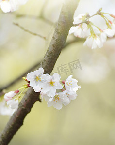 春天樱花枝头盛开特写摄影图配图