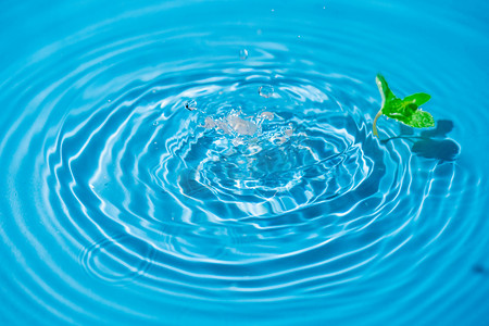 蓝色清摄影照片_水中漂浮的绿叶白天水中漂浮的绿叶室内水中漂浮摄影图配图