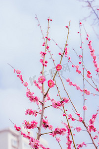 花朵植物盆栽摄影照片_红梅白天春季红梅室外红梅摄影图配图