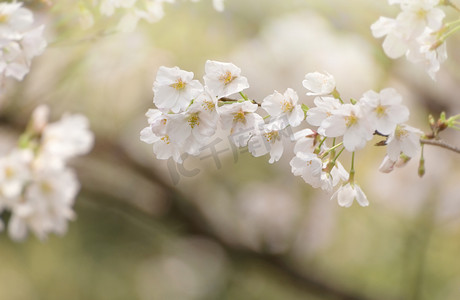 春天樱花花朵特写盛开摄影图配图