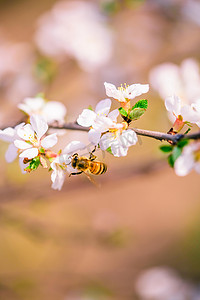高清唯美图摄影照片_桃花和蜜蜂白天桃花和蜜蜂室外桃花和蜜蜂摄影图配图