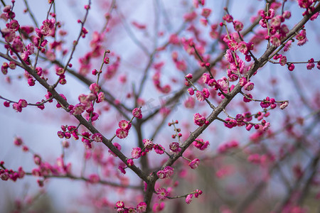 春天的梅花花朵下午梅花树林无摄影图配图