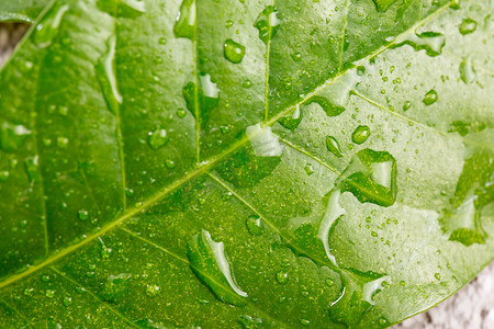 叶片摄影照片_雨水谷雨自然脉络植物摄影图配图