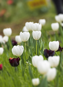 春天公园赏花白色郁金香花绽放摄影图配图