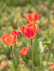 春天阳光下盛开红橙相间郁金香花摄影图配图