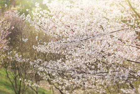 春天樱花花海盛开摄影图配图