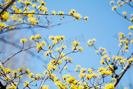 春景摄影照片_四季白天山茱萸蓝色天空下开花摄影图配图