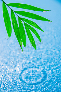 植物漂浮元素摄影照片_漂浮的绿叶白天海面室外海面摄影图配图