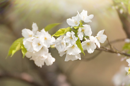 大自然植物摄影照片_公园春天赏花樱花阳光下盛开摄影图配图