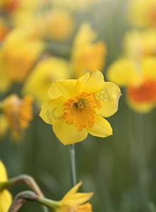 春天公园里黄色水仙花绽放摄影图配图