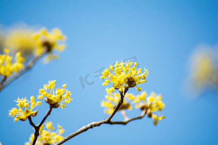 天空鲜花摄影照片_四季白天山茱萸天空下的开花摄影图配图