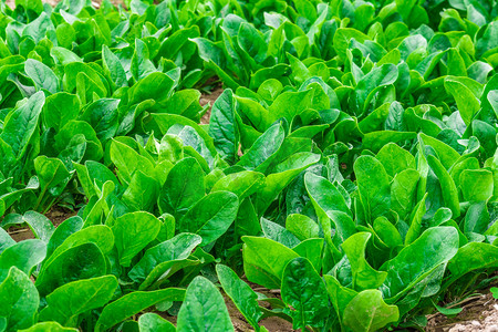 室外消防栓摄影照片_菠菜白天菠菜食材室外菠菜地摄影图配图