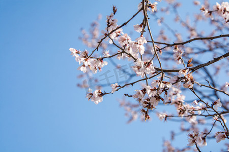 春景摄影照片_春季白天樱花蓝天下盛开摄影图配图