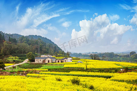 村子早上油菜花户外无摄影图配图