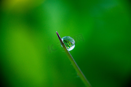 雨后草叶上水珠雨水节气小草野外凝结水珠摄影图配图