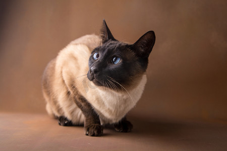 萌宠卡通摄影照片_动物白天暹罗猫棕色背景蹲着摄影图配图