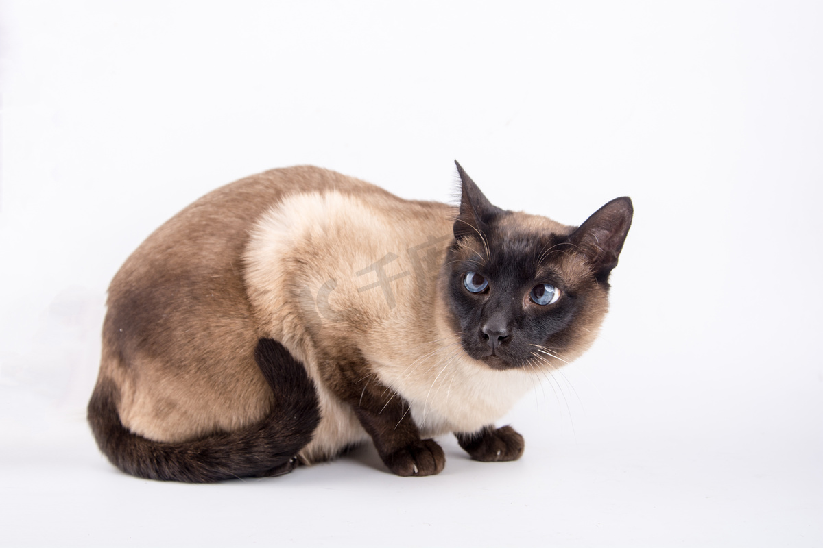 动物白天暹罗猫白色背景上蹲着摄影图配图高清摄影大图 千库网