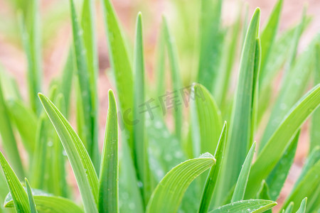 绿草素材摄影照片_发芽白天发芽绿草室外发芽摄影图配图