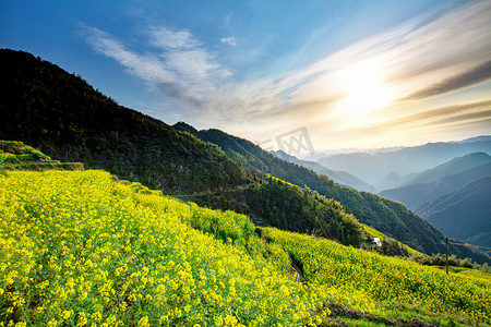 梯田早上油菜花山区无摄影图配图