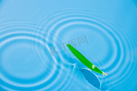 漂浮的绿叶白天海面绿叶室外海面绿叶摄影图配图