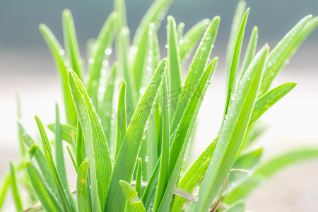 发芽绿植白天发芽植物室外发芽摄影图配图