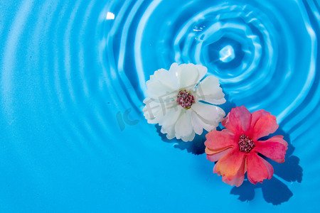 植物漂浮元素摄影照片_漂浮的花瓣白天漂浮的花瓣室外水波纹中漂浮的花瓣摄影图配图