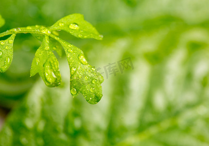 清新自然叶子摄影照片_雨水谷雨水滴植物自然摄影图配图