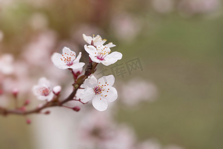 海棠春天花枝头花朵盛开摄影图配图
