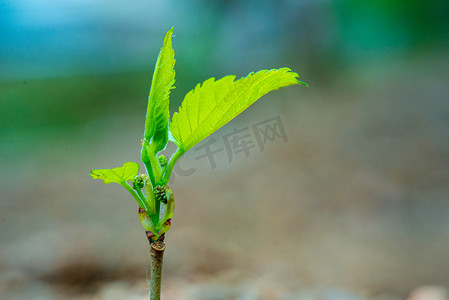 春天清新风景绿色摄影照片_树枝发芽春天树木野外乡村抽新芽摄影图配图